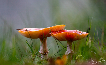 Photo de champignons