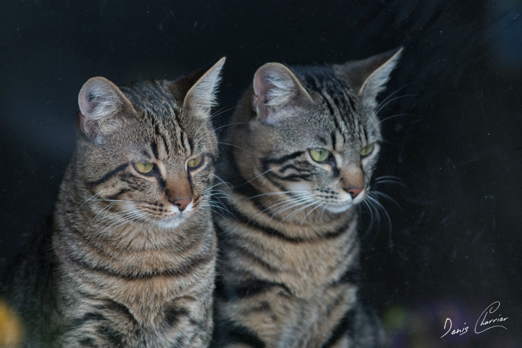 Sora & Ventus, chats européen tigré