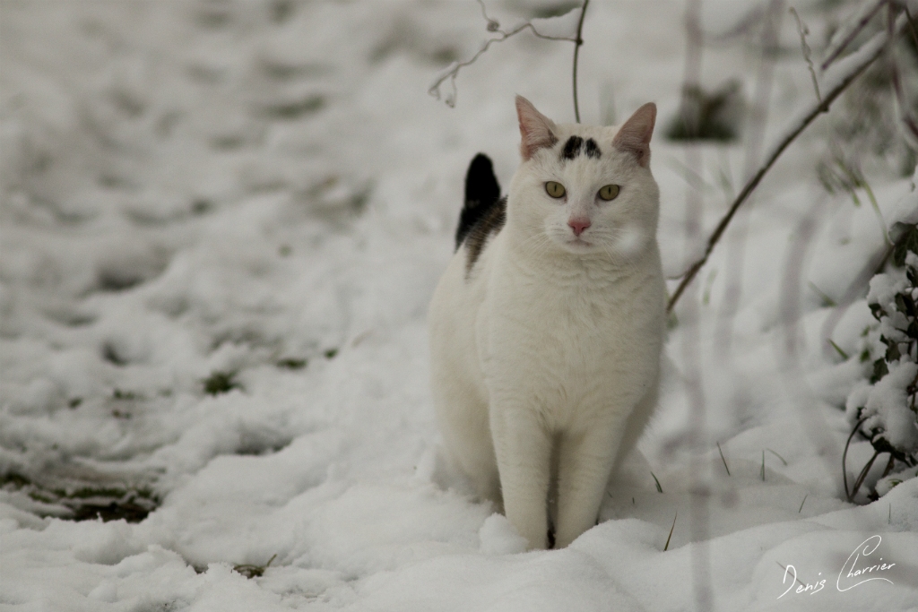 Chat tuxedo dans la neige