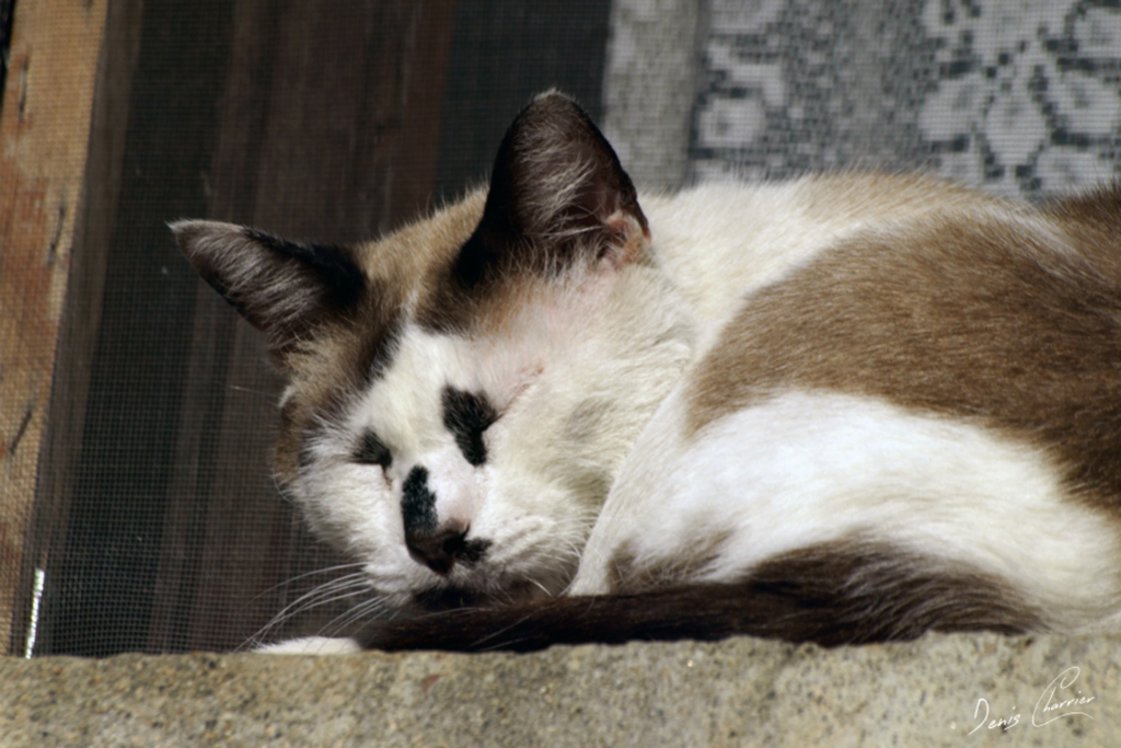 Chat tricolore dormant sur le rebord d'une fenêtre