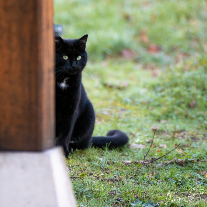Chat noir regardant derrière un poteau