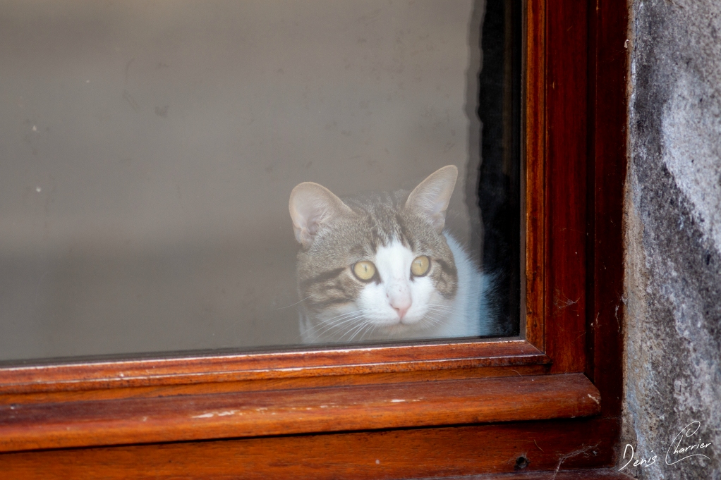 Chat tricolore derrière une fenêtre