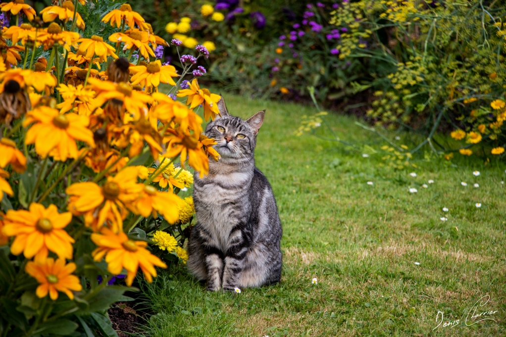 Chat européen tigré gris parmi les fleurs