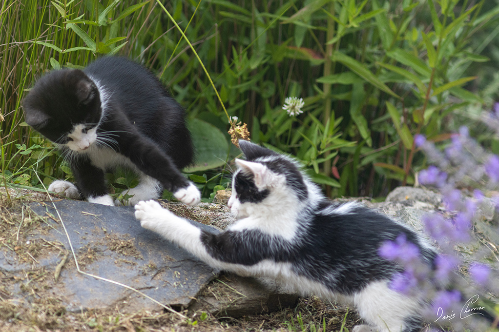 Deux chatons tuxedo entrain de jouer