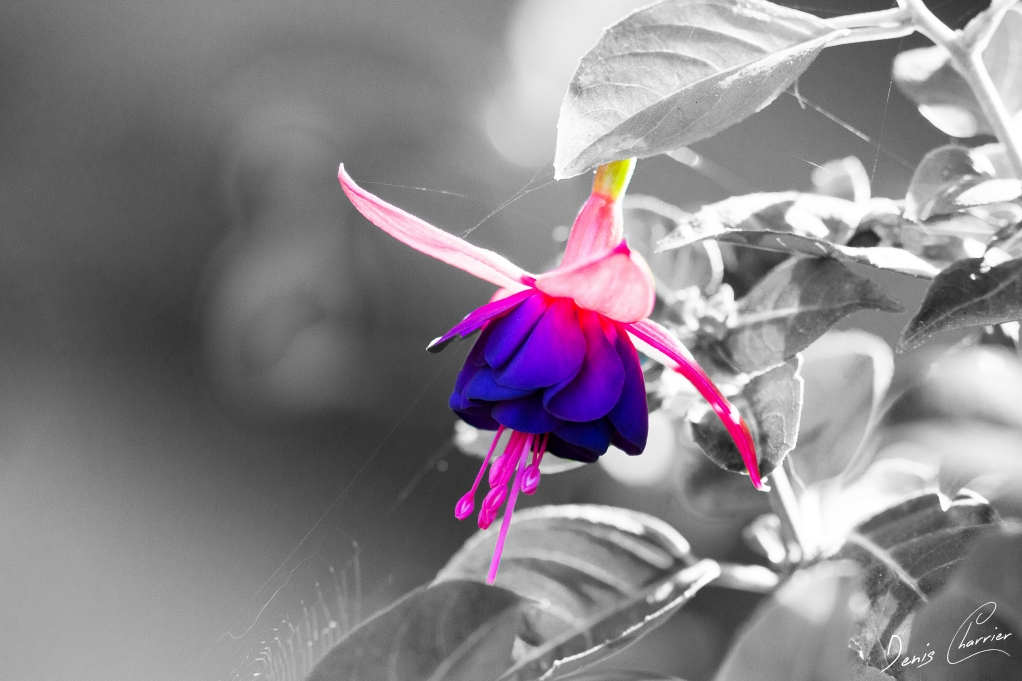Fleur de fuschia violette