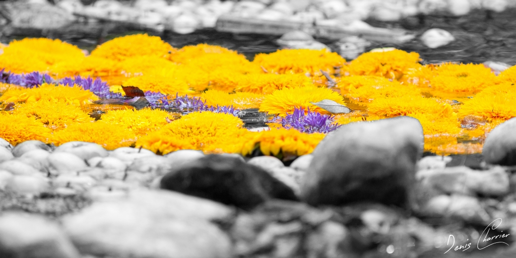 Land art fleurs jaunes sur une rivière