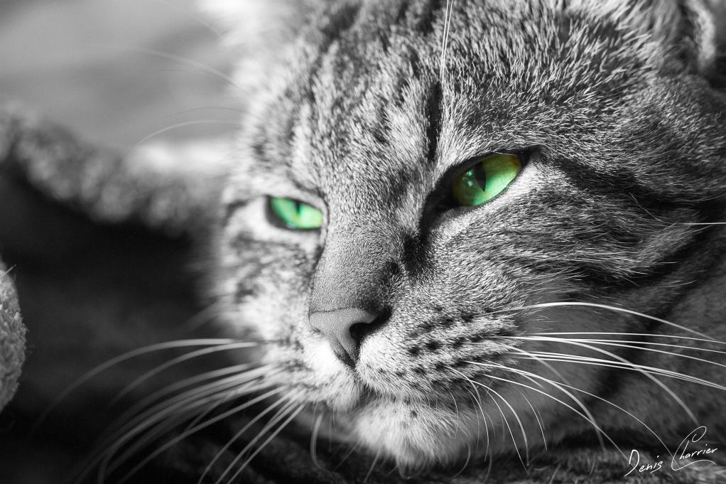 Chat avec des yeux verts