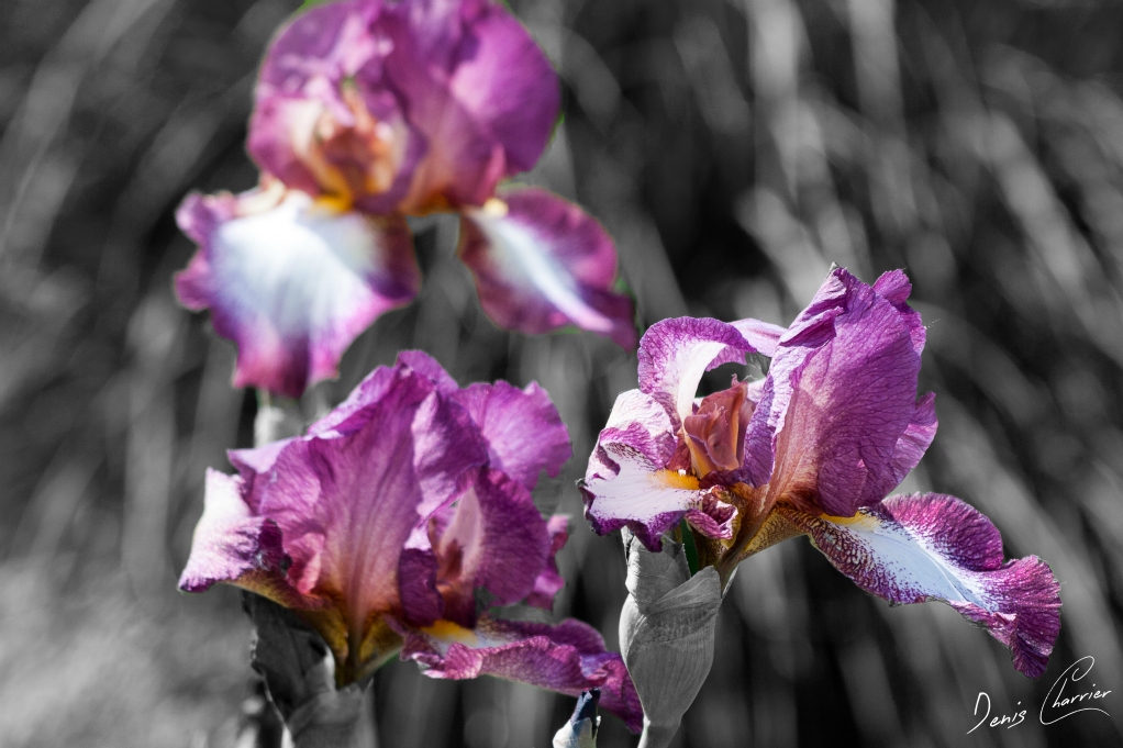Fleur d'iris violette