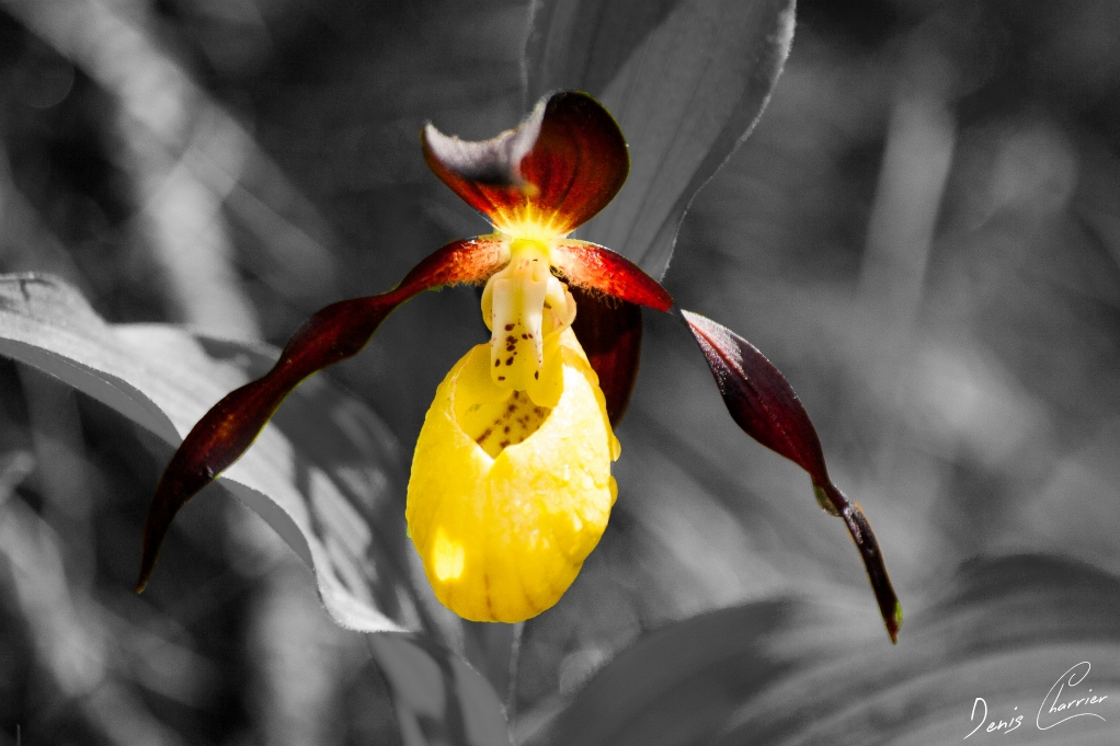 Fleur de sabot de venus jaune