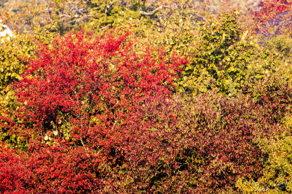 Arbre au couleur d'automne