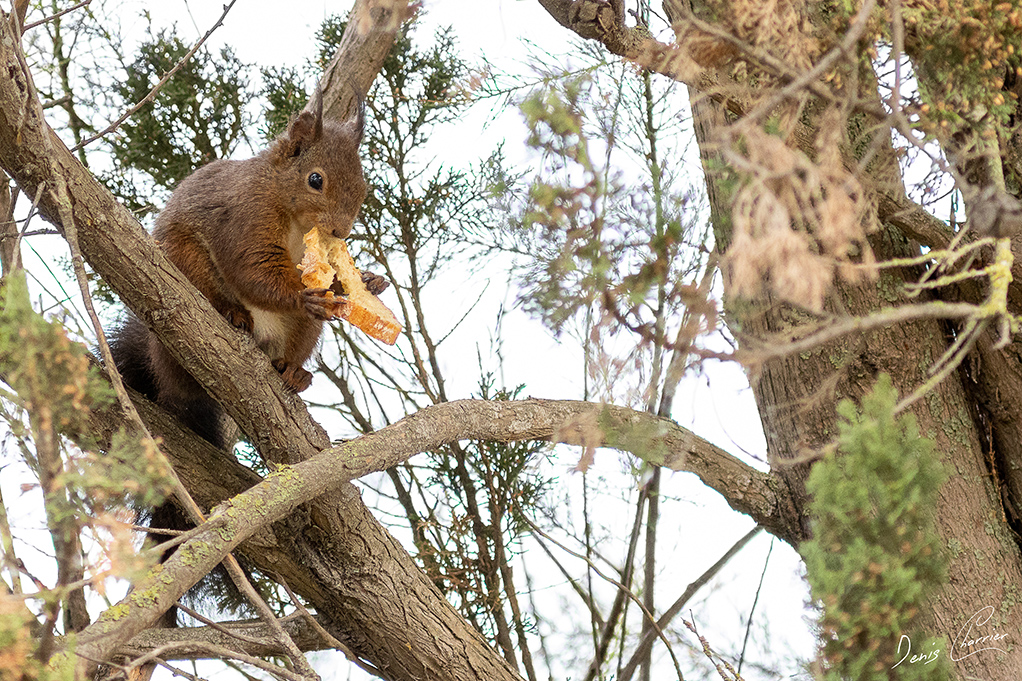 Ecureuil roux mangeant une tartine de pain