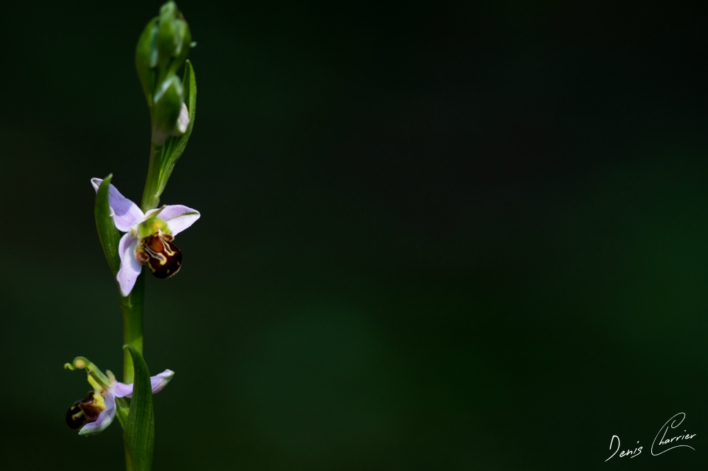 Ophris abeille (orchidée sauvage)