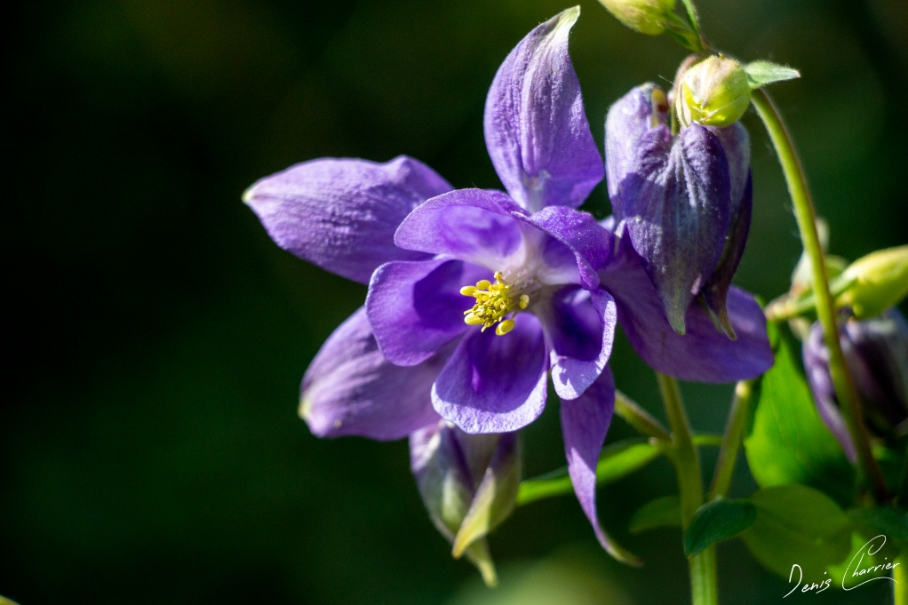 Fleur d'ancolie violette