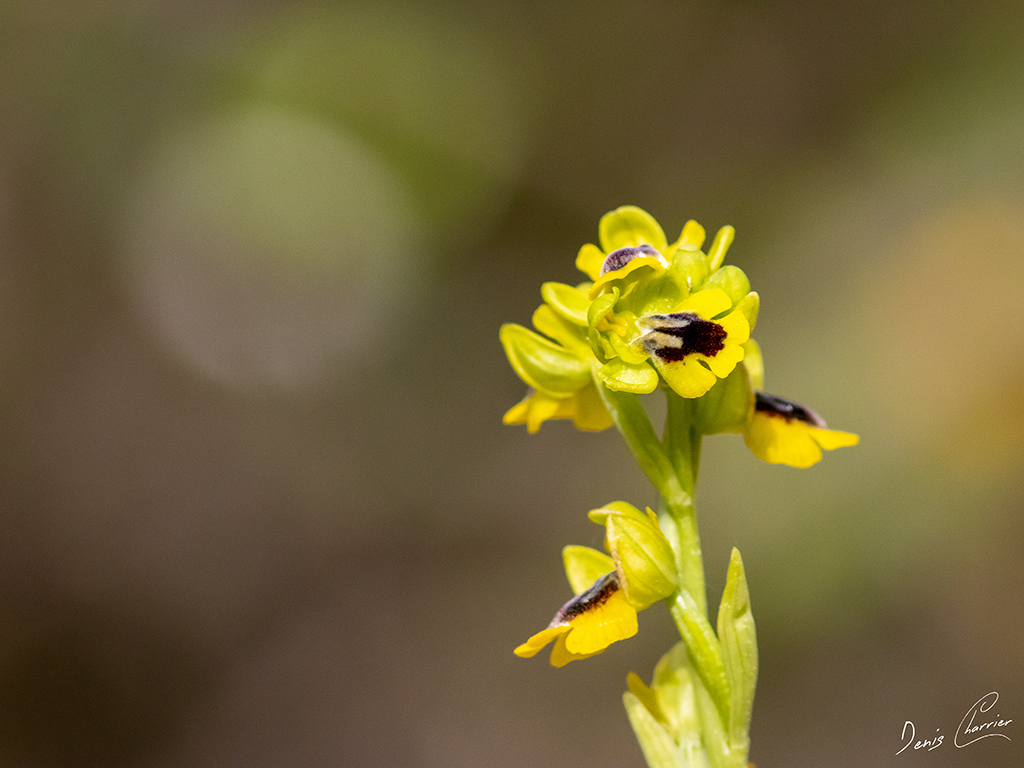 Ophrys lutea ou oprrys jaune