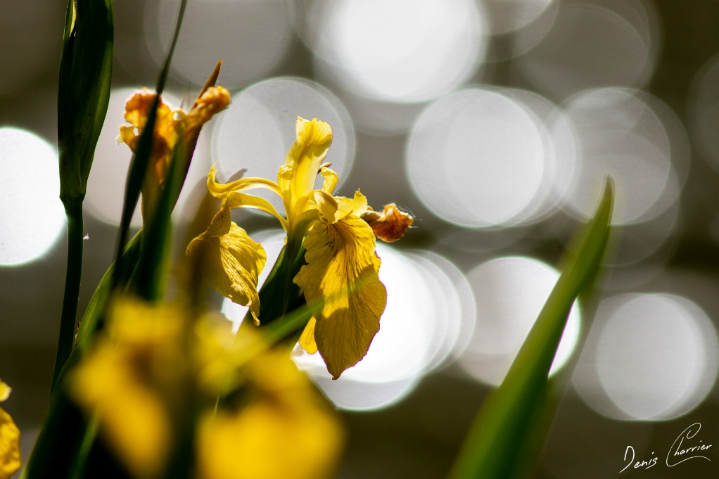 Iris des marais jaune
