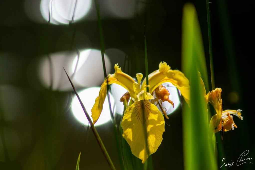 Iris des marais jaune