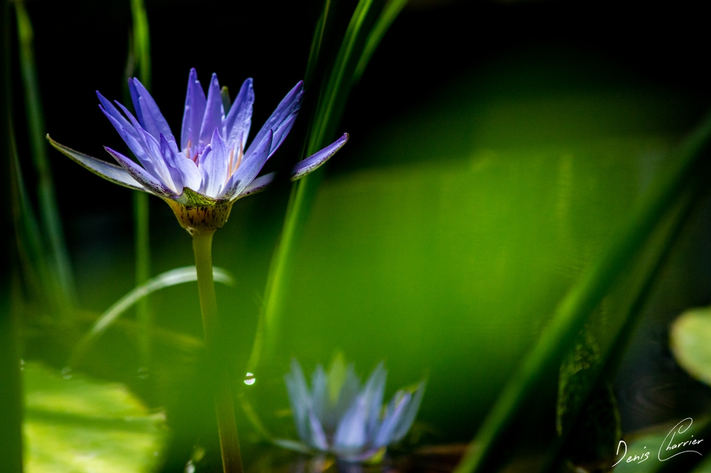 Fleur de lotus bleue