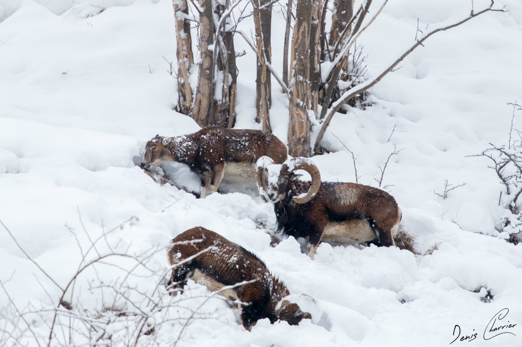 Groupe de mouflons dans la neige
