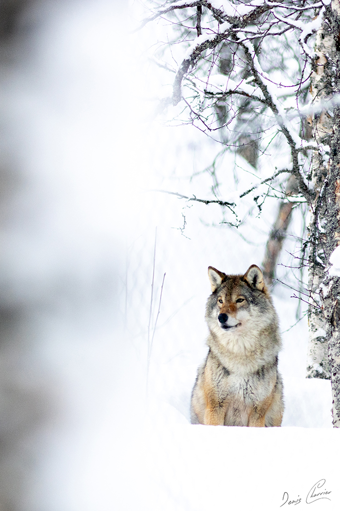 Loup gris Norvège