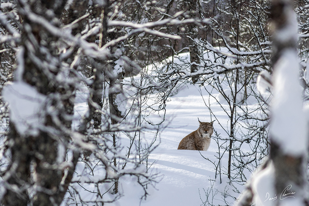 Lynx boréal Norvège