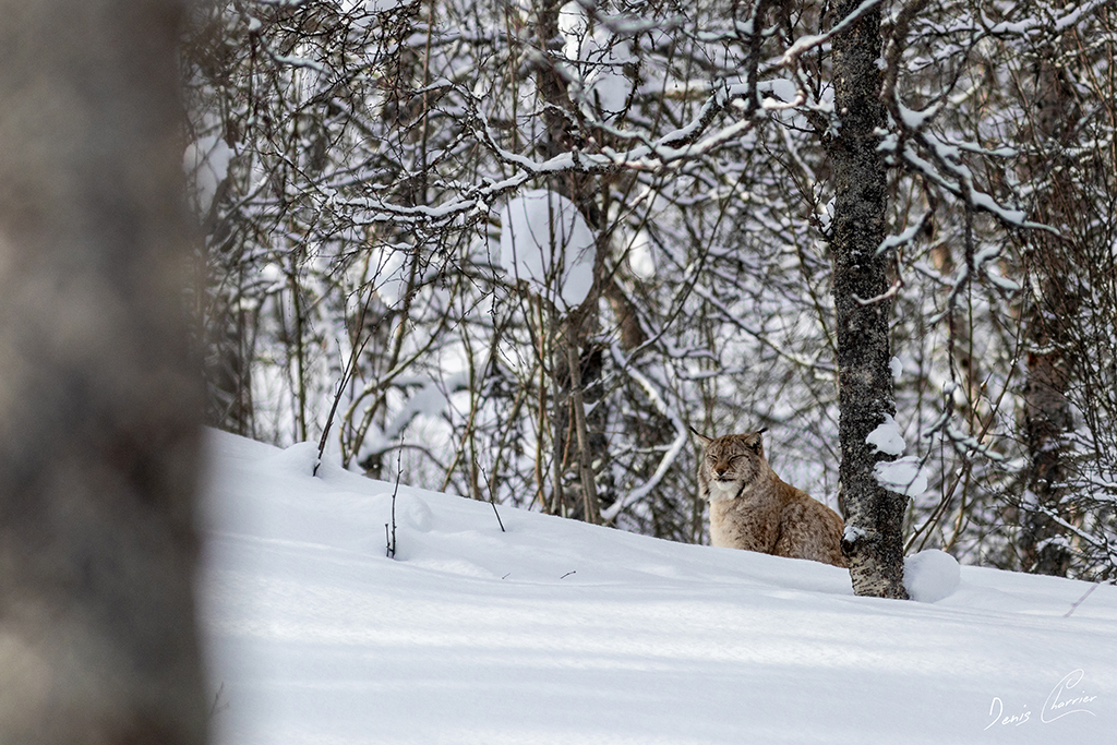 Lynx boréal Norvège