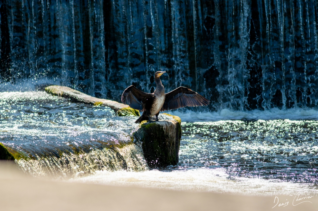 Grand cormoran ailes déployées