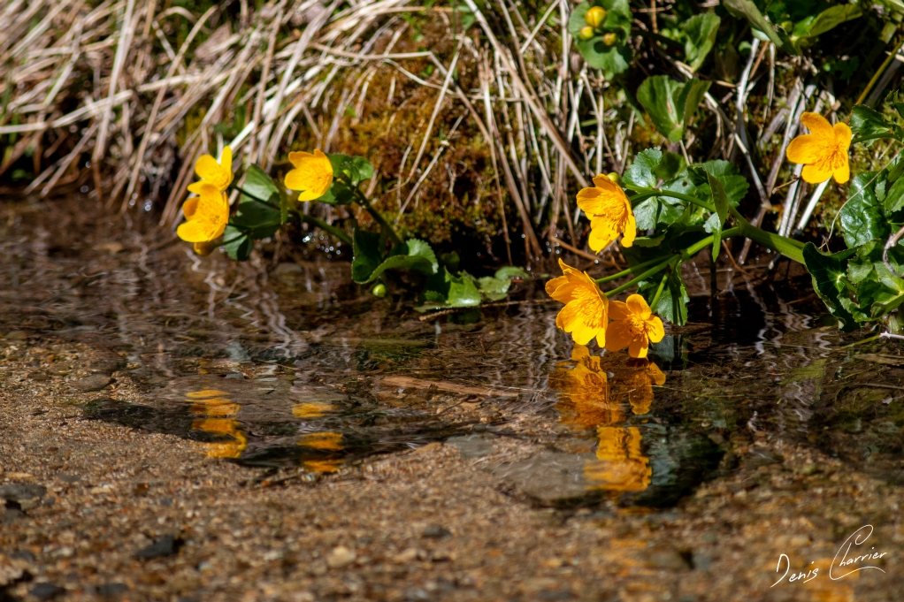 Fleurs de ficaire se reflètant dans l'eau
