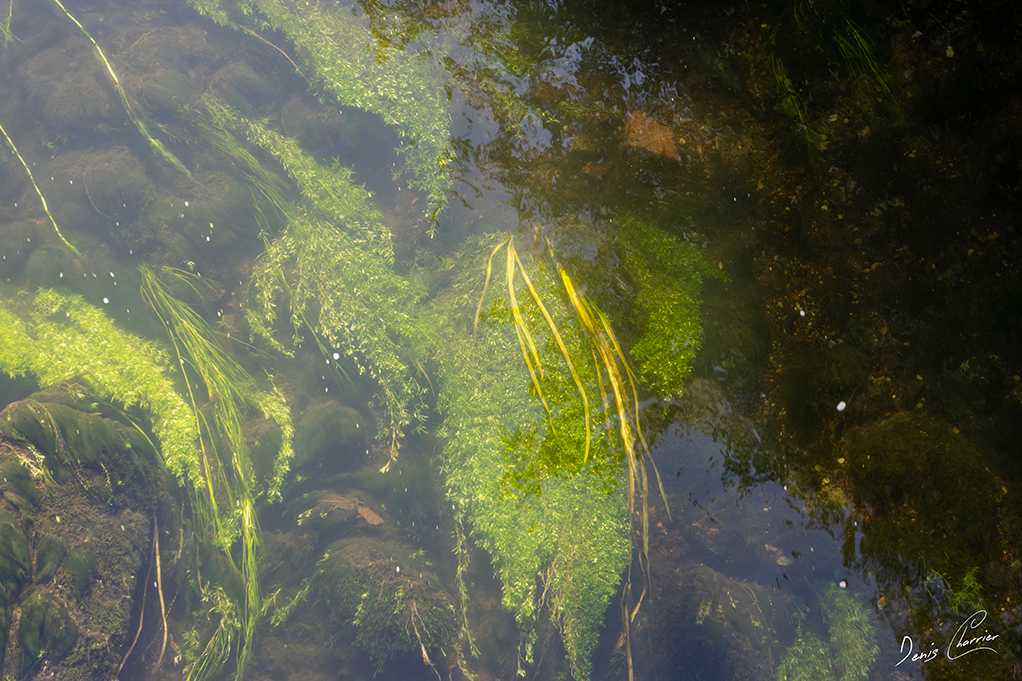 Algues dans la rivière de l'Epte