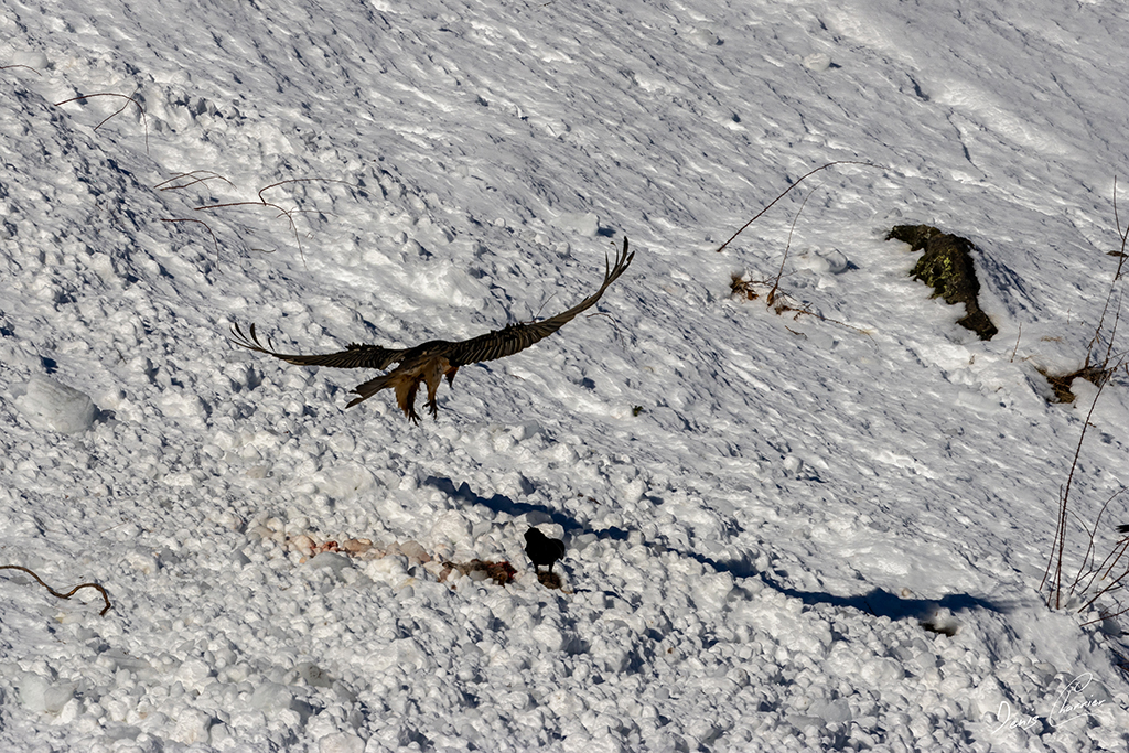 Gypaète barbu entrain de se poser près d'un renard mort dans une coulée d'avalanche dans la Vallée de Champagny-en-Vanoise