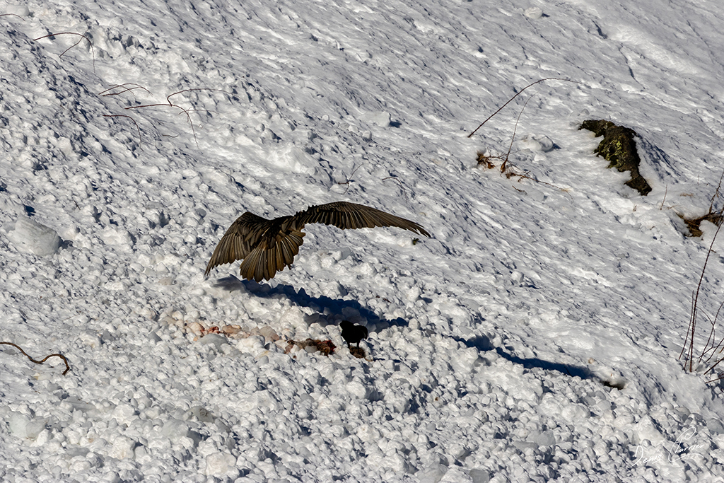 Gypaète barbu entrain de se poser près d'un renard mort dans une coulée d'avalanche dans la Vallée de Champagny-en-Vanoise