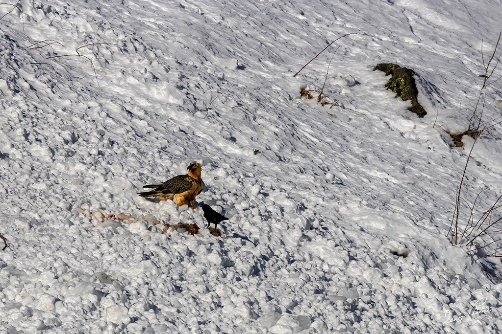 Gypaète barbu entrain de se poser près d'un renard mort dans une coulée d'avalanche dans la Vallée de Champagny-en-Vanoise