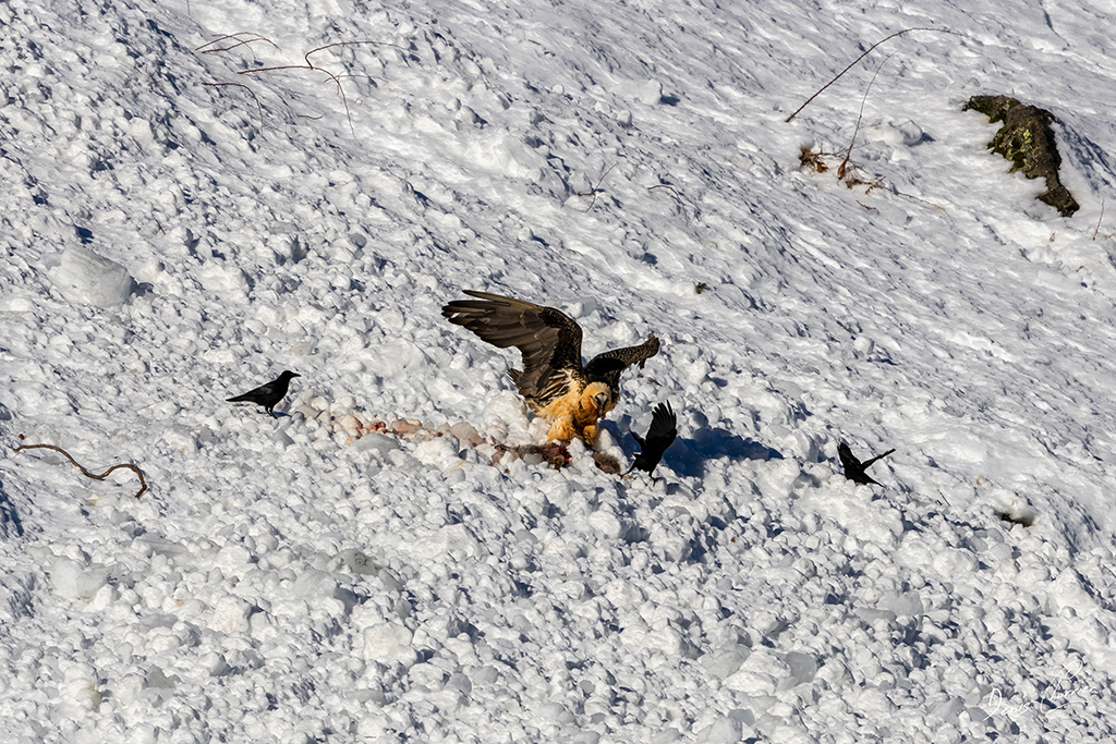 Gypaète barbu entrain de se poser près d'un renard mort dans une coulée d'avalanche dans la Vallée de Champagny-en-Vanoise