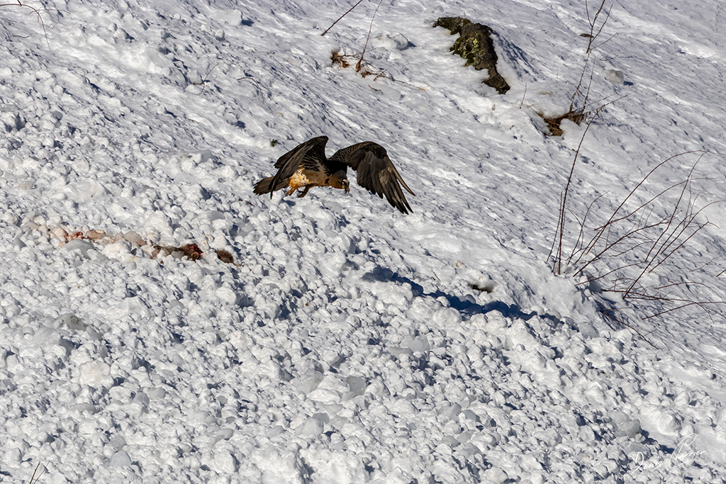 Gypaète barbu entrain de se poser près d'un renard mort dans une coulée d'avalanche dans la Vallée de Champagny-en-Vanoise