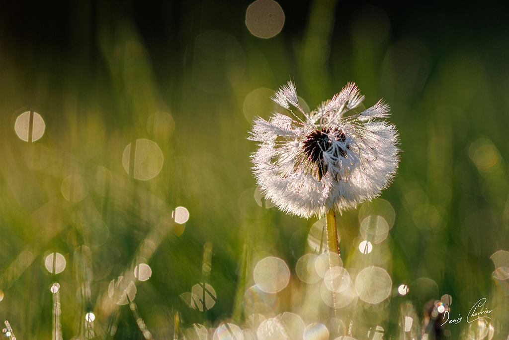 Effet de flare