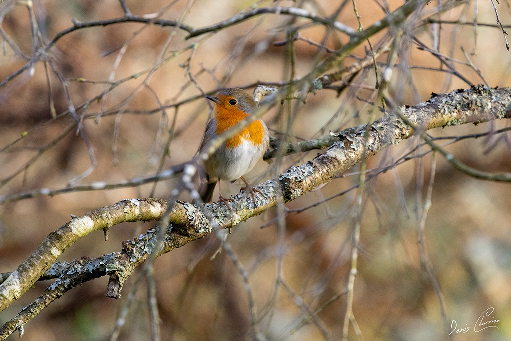 Rouge gorge