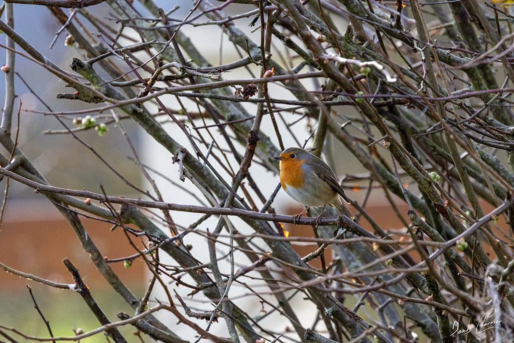 Rouge gorge