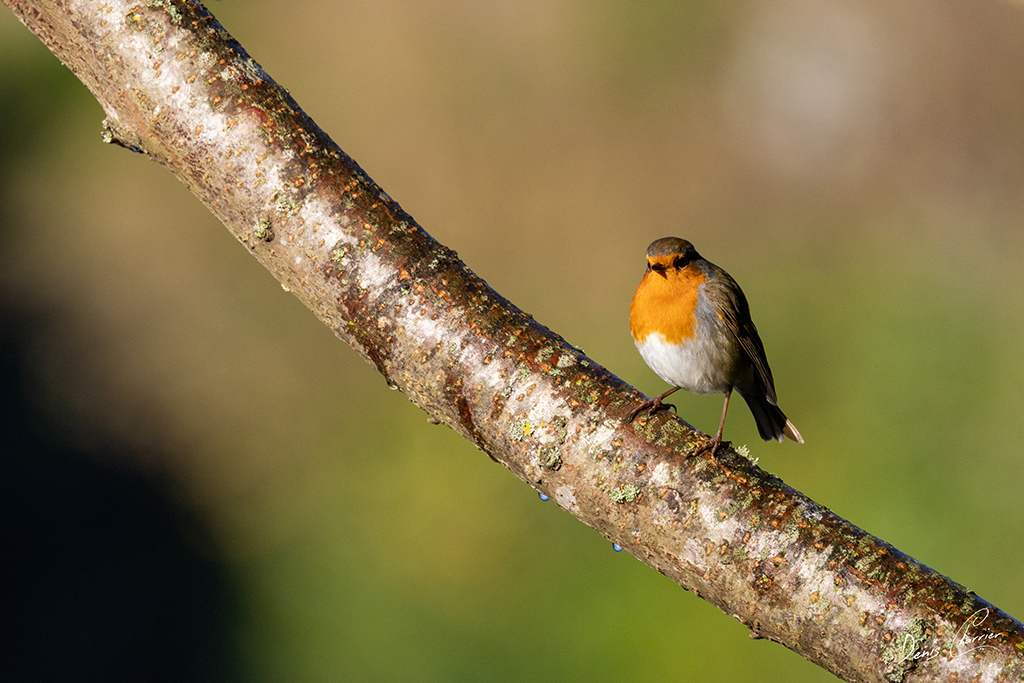 Rouge gorge