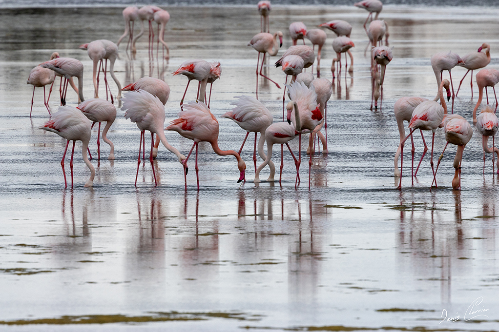 Flamands roses