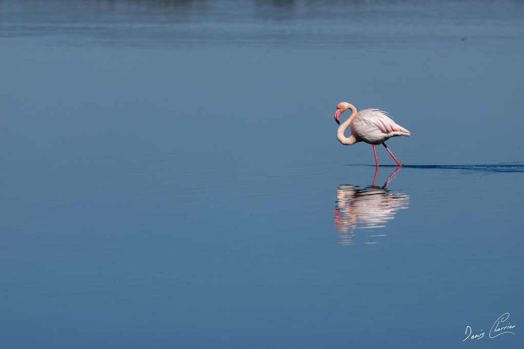 Flamands roses