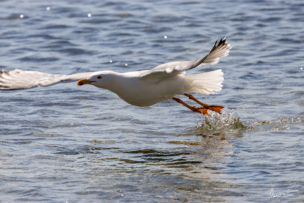 Goeland cendré