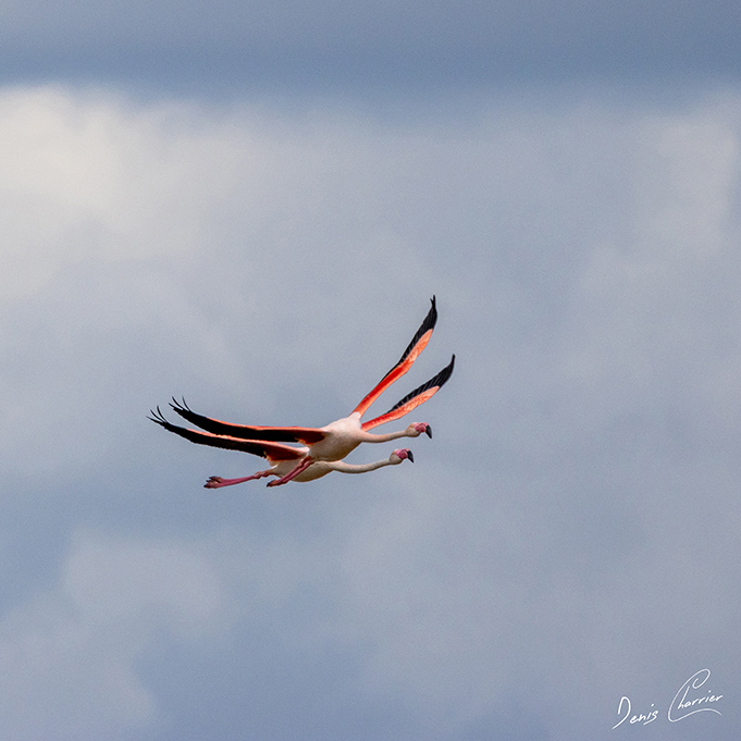Flamands roses