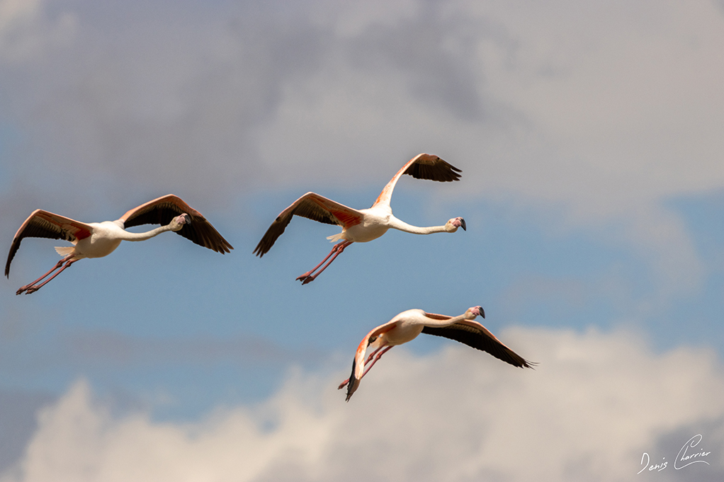 Flamands roses