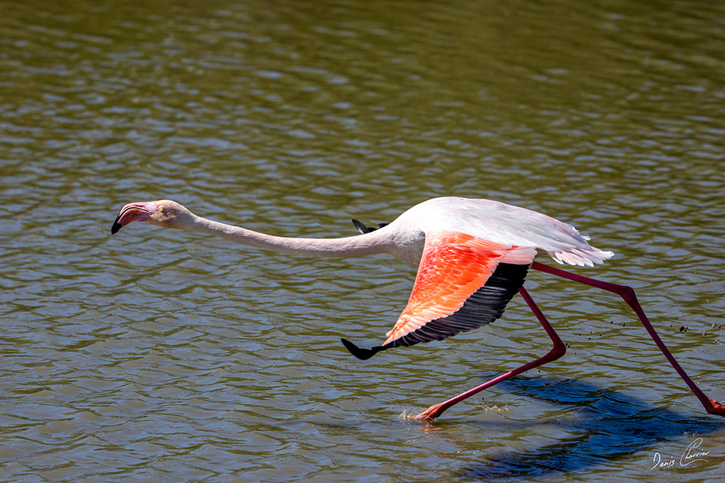 Flamand rose