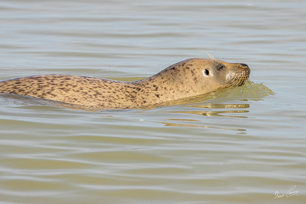 Phoques veau-marin en baie de Somme