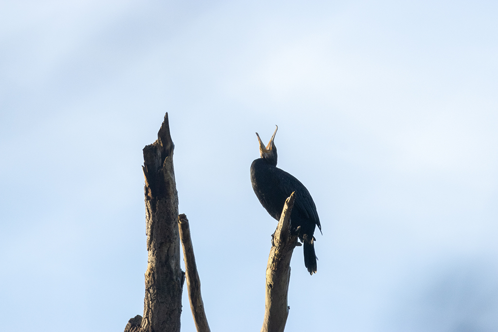 Grand Cormoran perché sur un tronc d'arbre ouvrant grand son bec