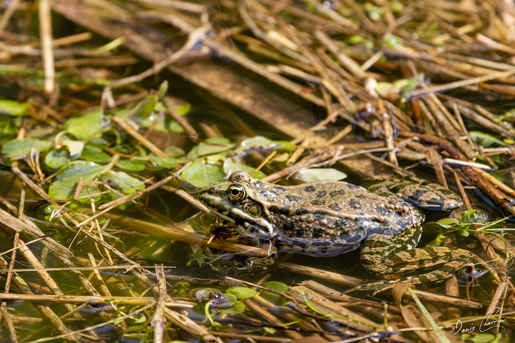parfait mimétisme d'une grenouille verte dans les roseaux