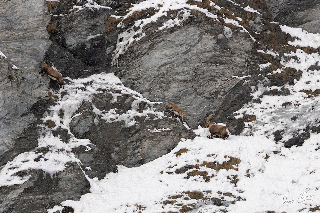 Bouquetin mâle, éterlou et étagne dans une pente enneigées dans la vallée de Champagny
